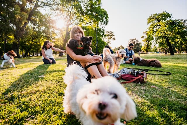 Dog park